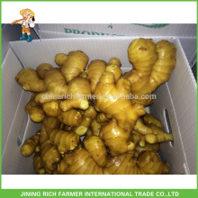 Chinese Fresh Ginger Size 150gm Up & Packing 7.5kg PVC Box